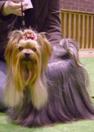 Yorkshire Terrier Rüde Royal Tiffany's Great Scott